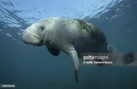 Родственник морской коровы 8