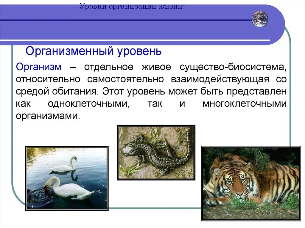 Организменный уровень организации жизни. Организм уровень организации жизни. Организменный уровень орган. Организменный уровень организации живого. Уровень организации тела