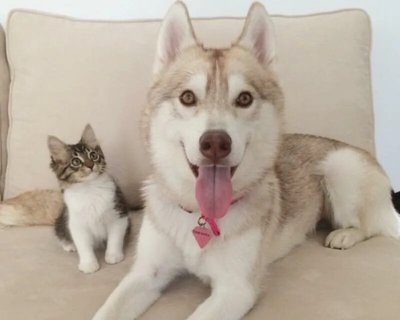 Хаски и кот. Хаски и кот