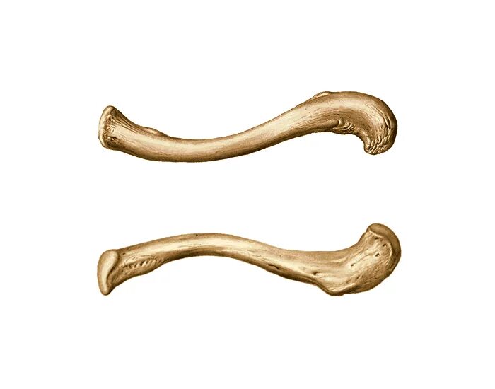 Linea trapezoidea claviculae
