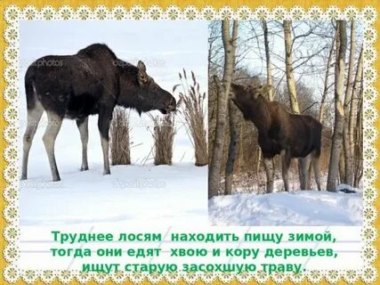 Рассмотрите в картинной галерее учебника репродукцию лоси