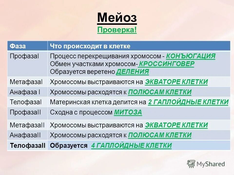 Процессы фаз. Этапы мейоза кратко. мейоз фазы и процессы таблица. основные процессы фаз мейоза. мейоз 2 фазы кратко.