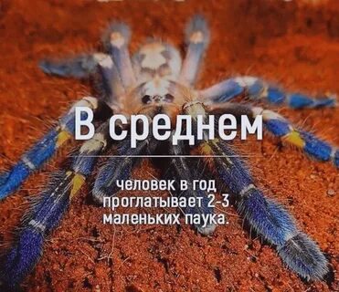 Сколько за жизнь человек съедает пауков