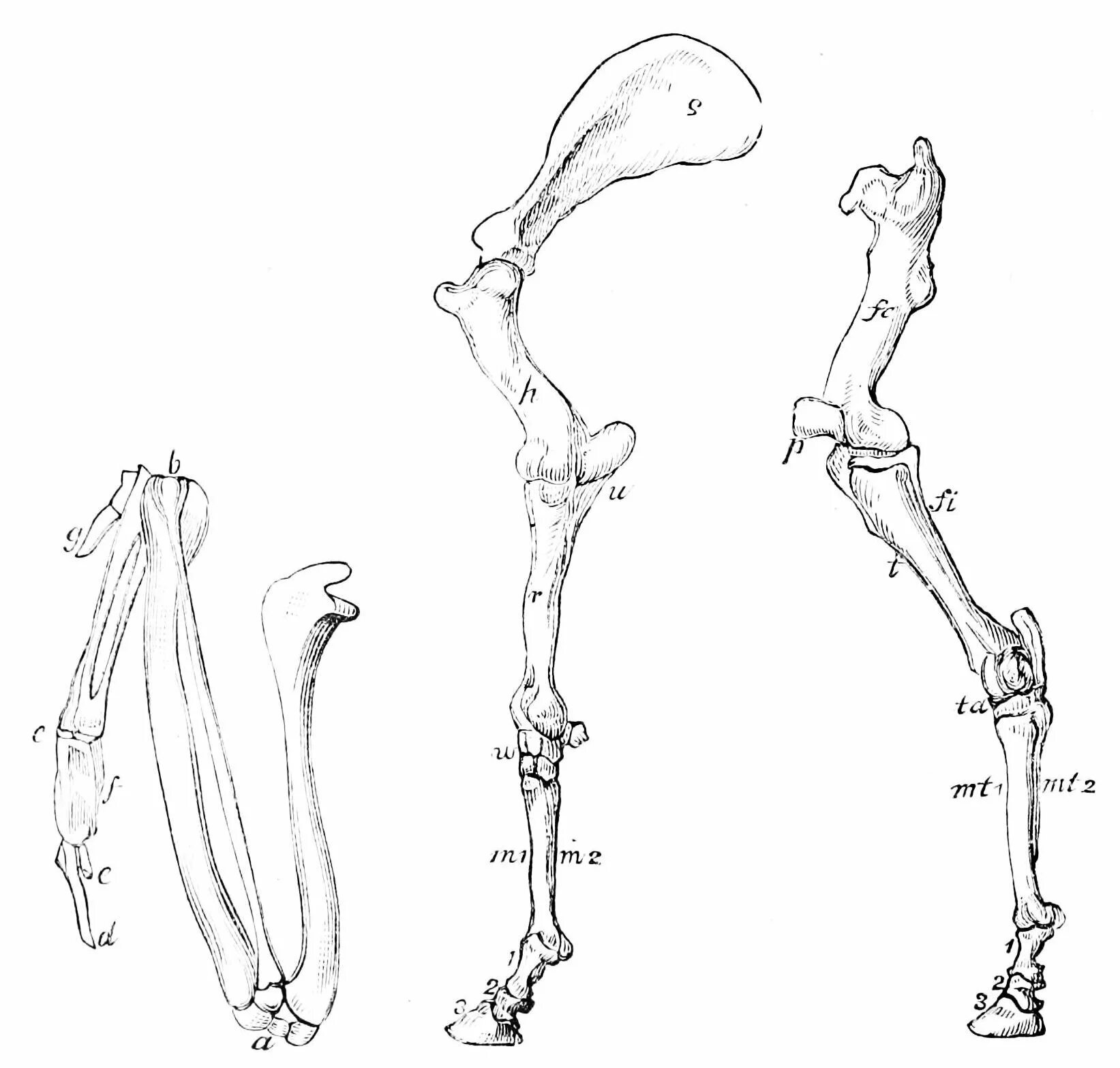 Строение конечностей рисунок. Скелет передних конечностей лошади. Скелет тазовой конечности лошади. Анатомия конечности лошади кости. Кость голени лошади анатомия.