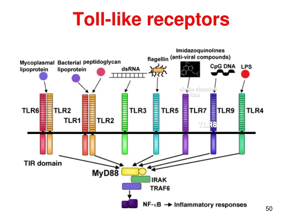 Схема toll подобных рецепторов. Строение toll-подобных рецепторов. TLR Рецептор структура. Строение toll-like рецепторов.