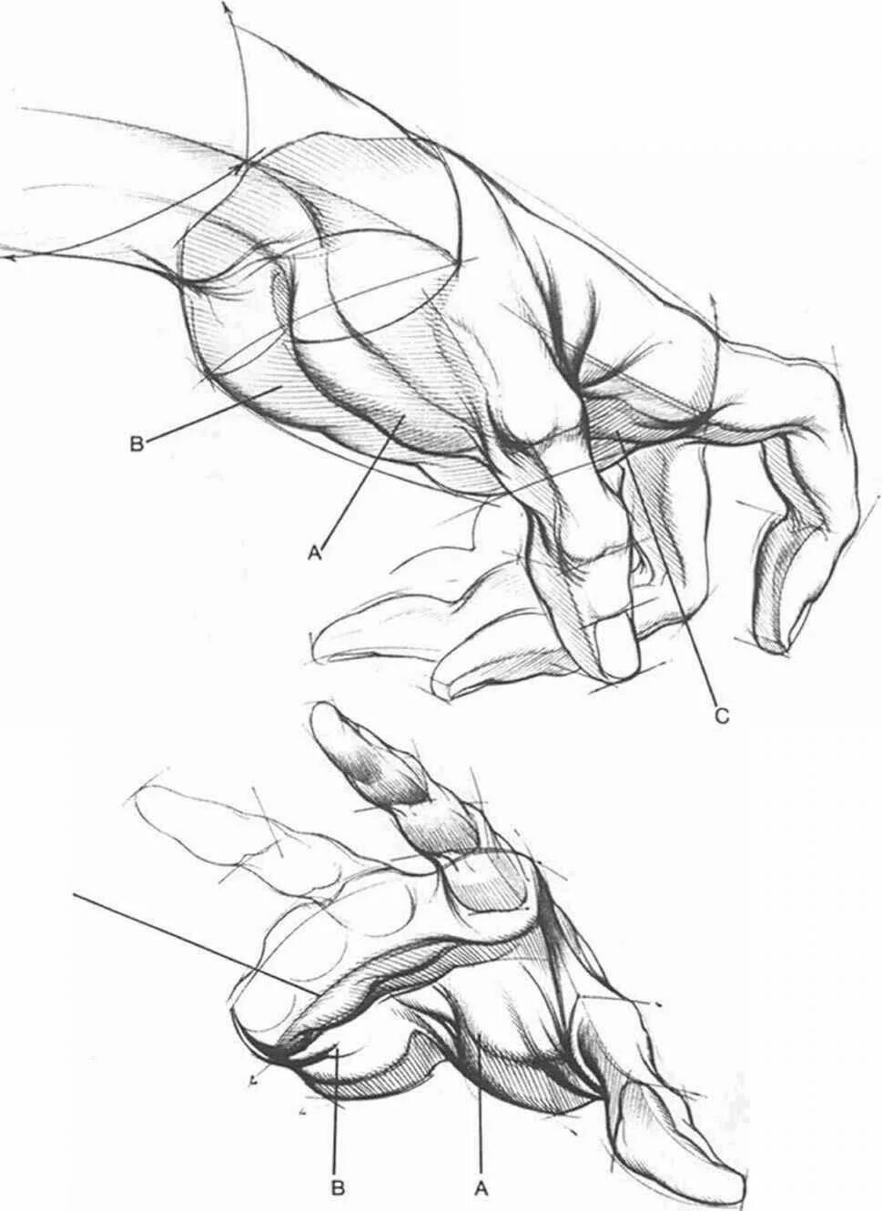Строение руки рисунок. Бёрн Хогарт динамическая анатомия для художников. Рисование рук Берн Хогарт. Рисование динамичных рук для художников (Хогарт). Берн Хогард рисование динамичных рук для художников.