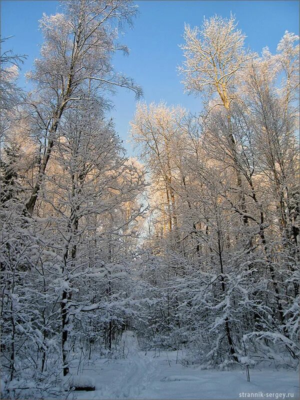 какой зимою околдован лес