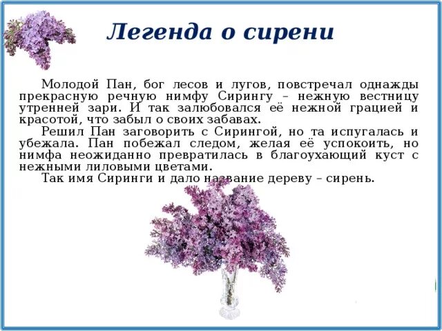 Цветущий май текст. Стихотворение про сирень. Стихи про сирень. Легенда о сирени. Детские стихи про сирень.