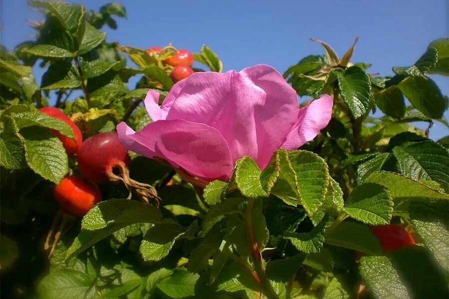Three Ways to Dry Rose Hips for Tea Edible wild plants, Homemade tea, Edible gar