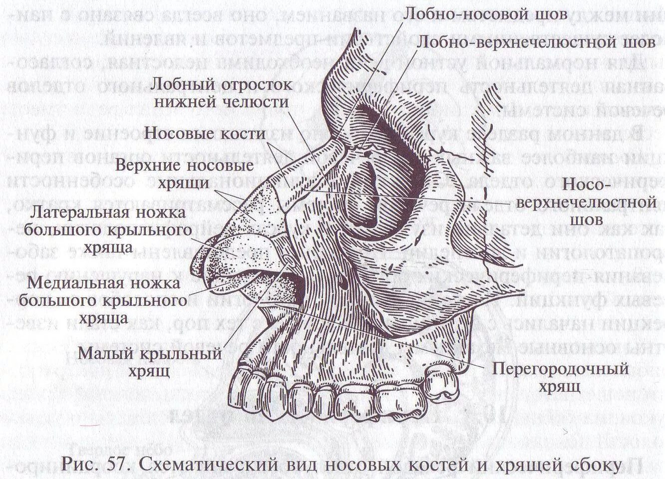 Наружный на латыни. Анатомия наружного носа хрящи носа. Строение носовой кости анатомия. Наружный нос носовая полость строение. Наружный нос строение анатомия хрящи.