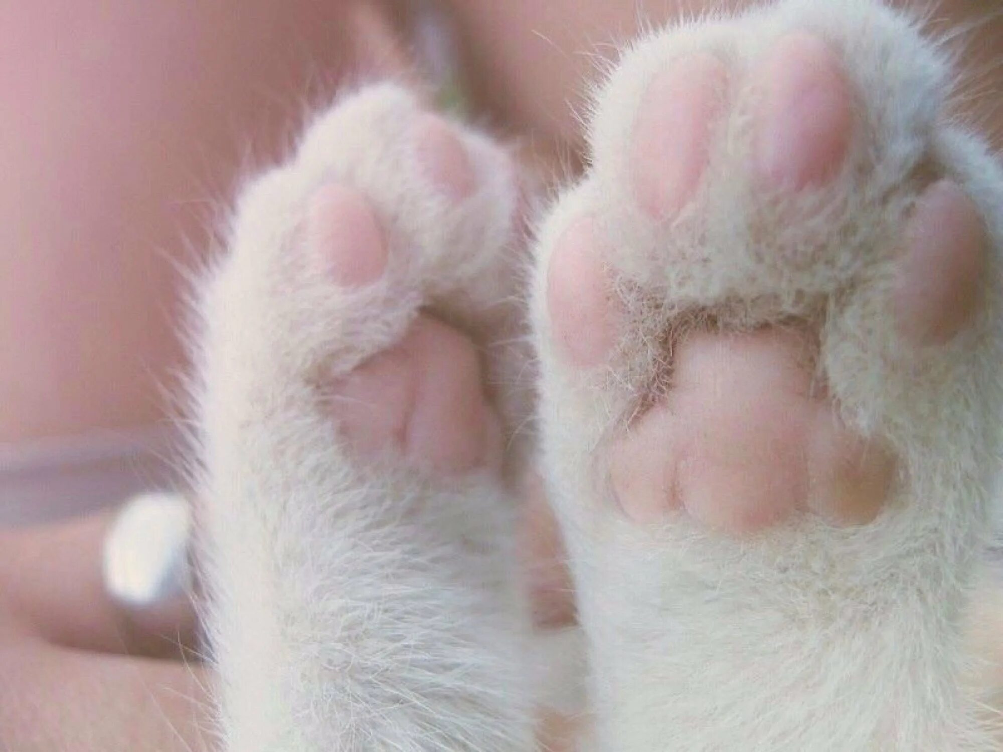 Звериная лапа. Кошачья лапа. Фотка лапки. Кошачья лапка. Кошачья лапа.