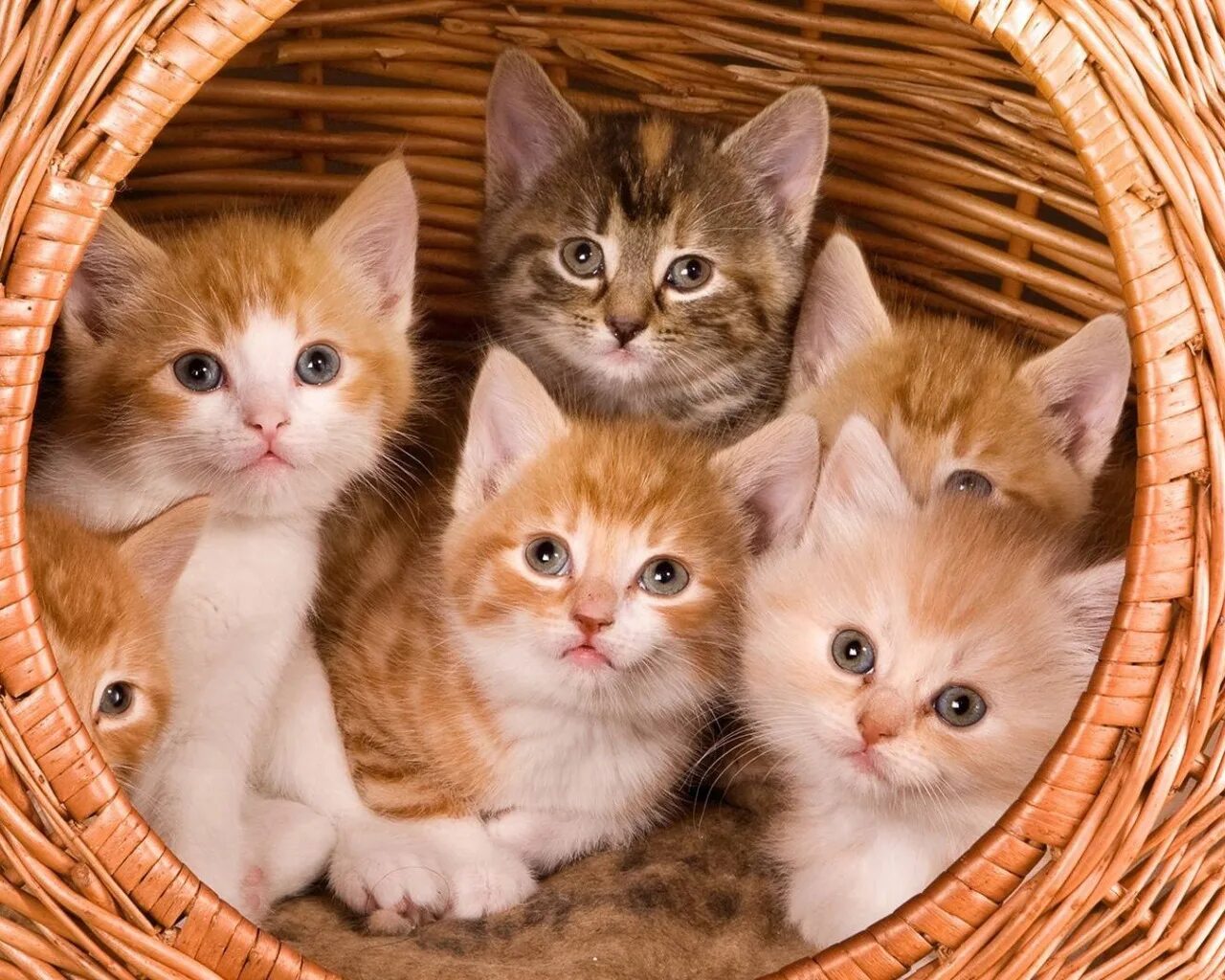 Картинки котят. Пять котят. Шесть котят. Милые котики. 1 кошка и 5 котят