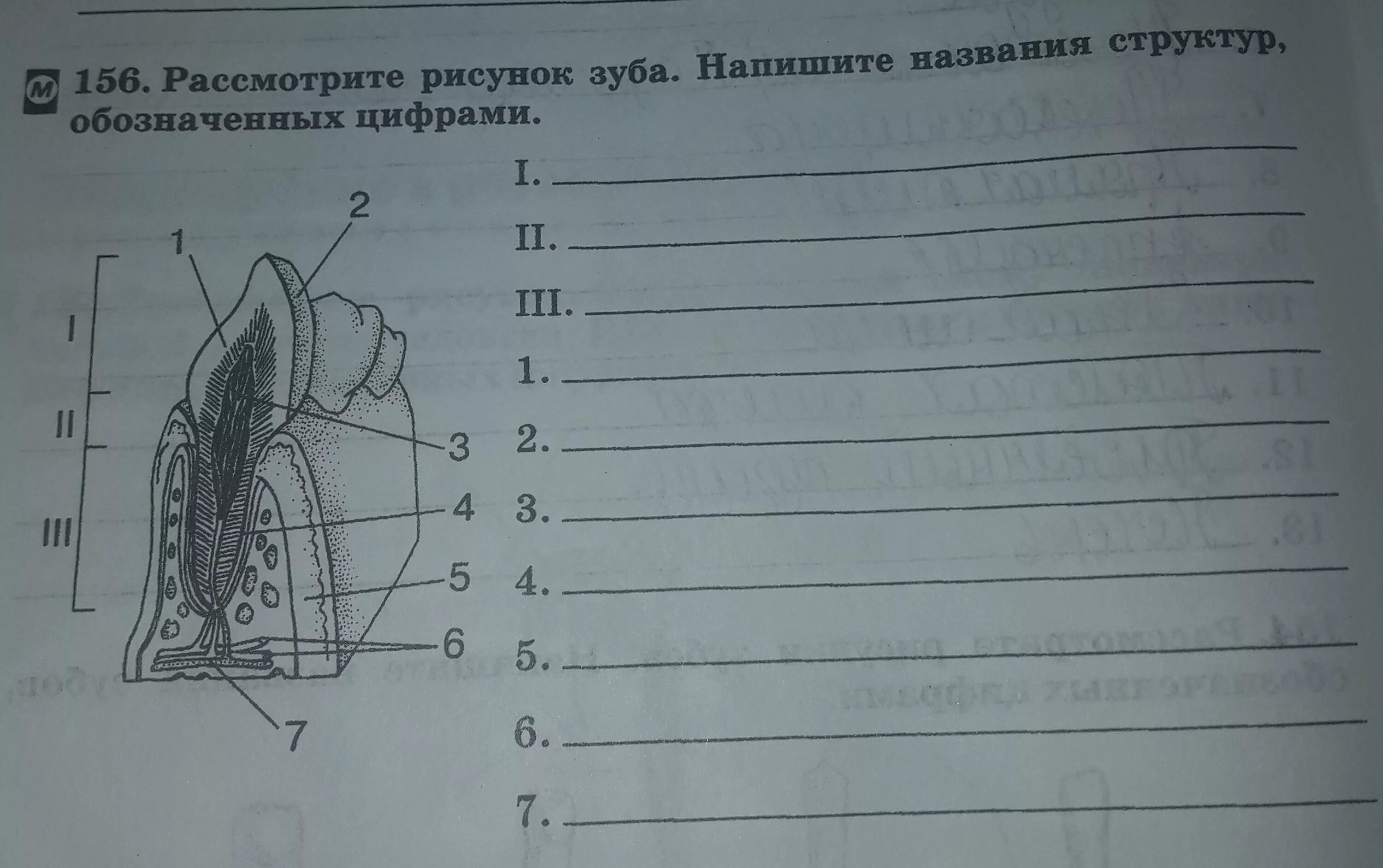 Сделайте подписи к рисунку строение. Напишите названия зубов обозначенных цифрами. Напишите названия структур обозначенных цифрами. Рассмотрите рисунок зубов. Назовите части зуба обозначенные цифрами.