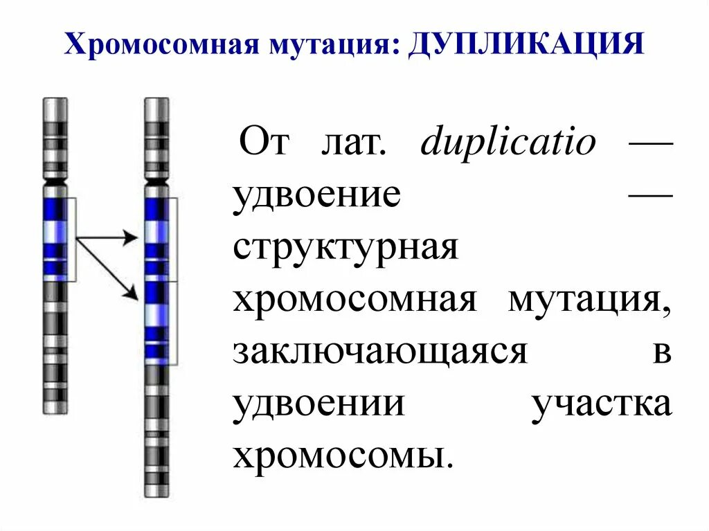 Хромосомные мутации делеция дупликация инверсия транслокация. Делеция генетика. Делеция дупликация инверсия транслокация. Хромосомные мутации схема. Хромосомные удвоение участка хромосомы