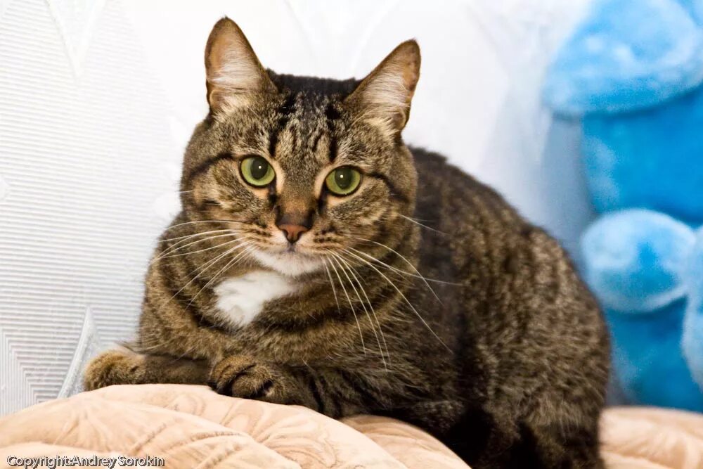 Лысый кот марсик. Кот дома марсик и васька. Кот дома марсик и васька. Кабачок неси котик. Кот дома марсик и васька.