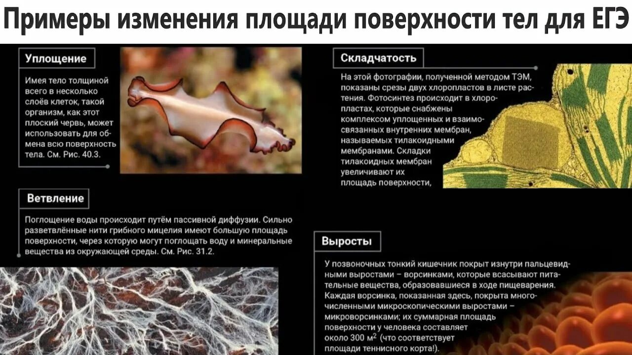 Изменения биология 2023. Поверхностные организмы. Поверхностные организмы примеры организмов. Увеличение площади листовой поверхности. Увеличение площади клеточной поверхности.