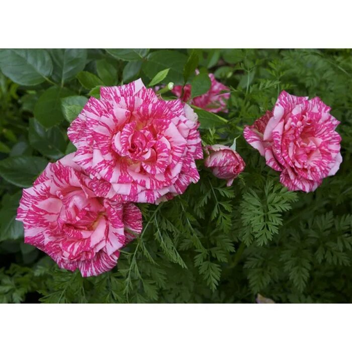 Саженец Роза Пинк Интуишн (Rosa Pink Intuition) купить в Москве по низкой цене и