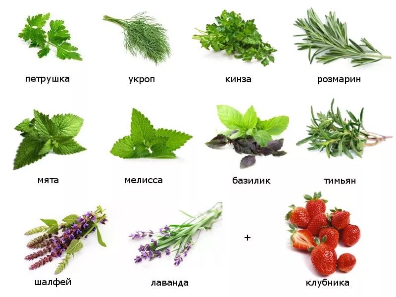 Какую траву ест