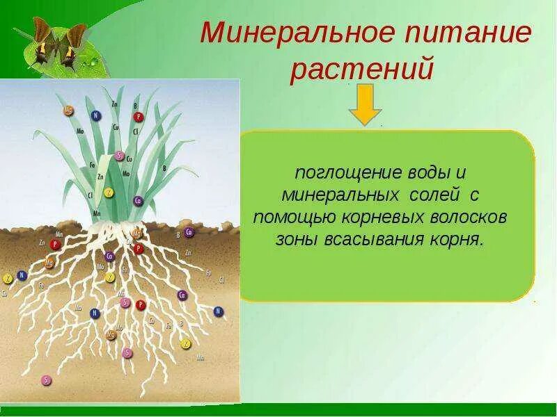 Вода необходима клеткам корня. Что такое минеральное питание растений 6 класс биология кратко. Минеральное питание. Минералы растений питание. Минераьноепитание это.