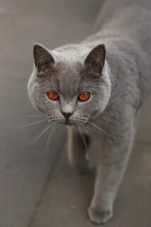 Породы светло серых кошек