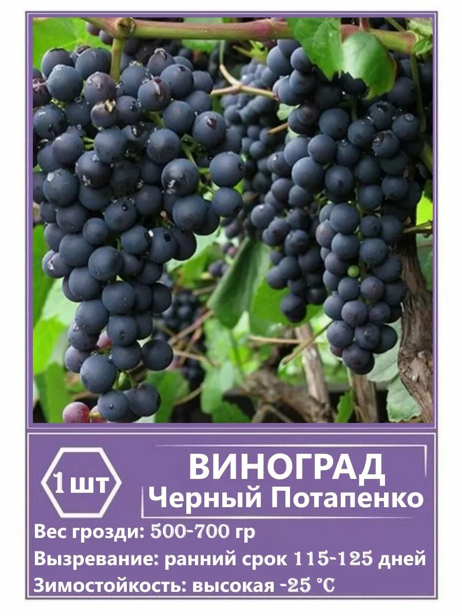 Ранний Памяти Домбковской Виноград. Плодовые лианы с открытой корневой системой