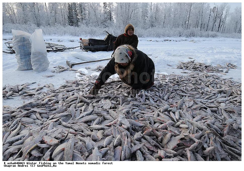рыбалка на севере форум 2024
