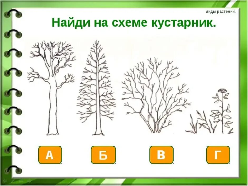 Найди виды растений