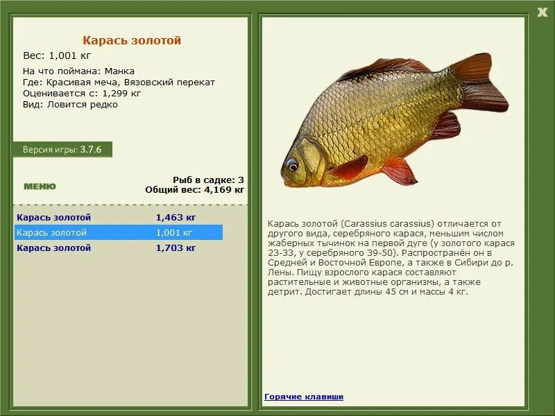 Серебряный карась. Длина и вес карася. Размеры ловли карася. Размер и возраст карася. Средний вес карася.