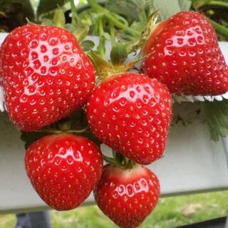 Описание сорта клубники клери отзывы характеристика