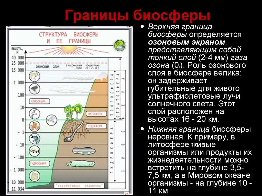 Границы биосферы. Границы биосферы схема. Верхняя граница биосферы. Озоновый экран в биосфере.