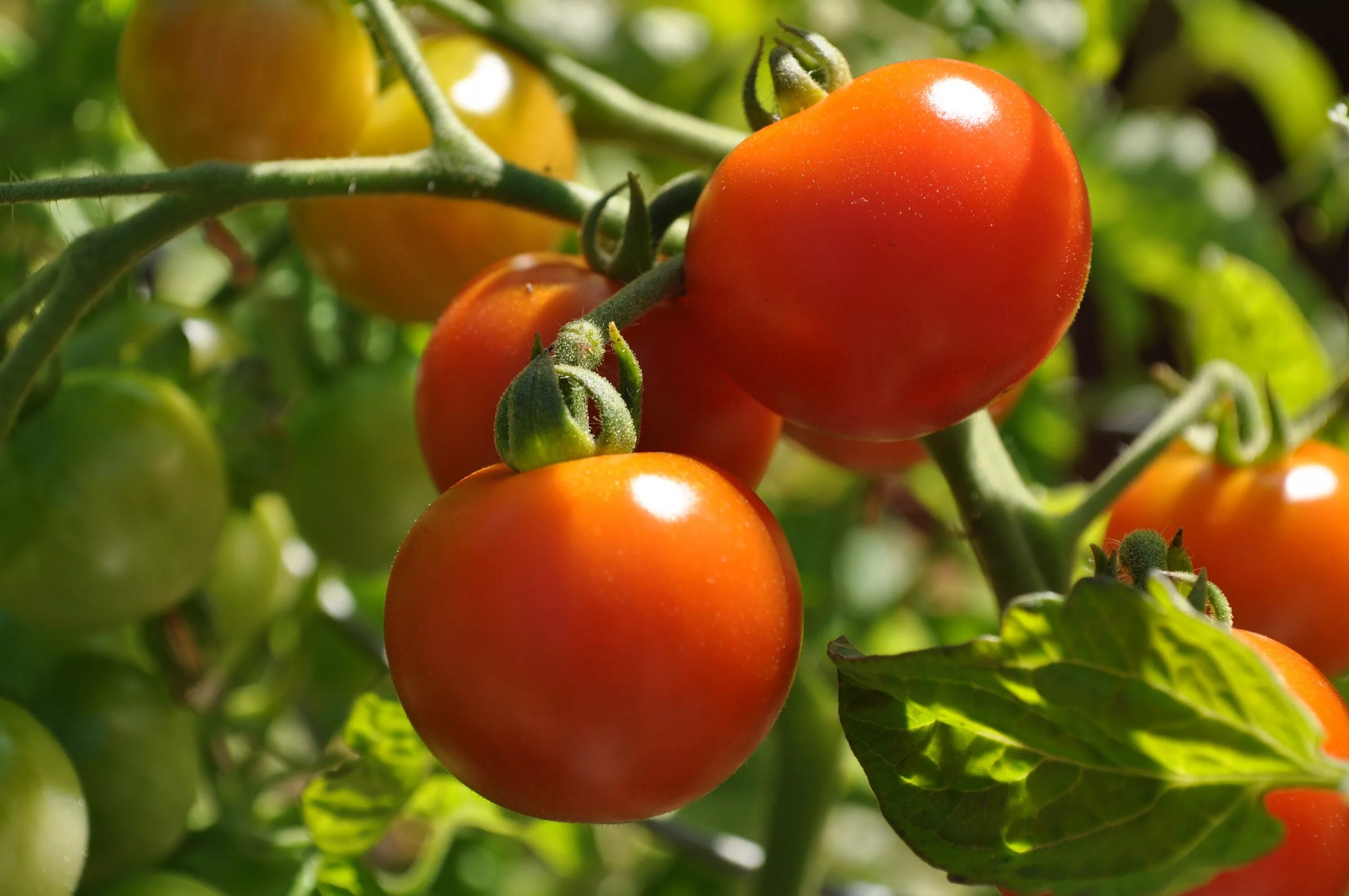 За сколько вырастают помидоры. Помидоры Непас. Томат Непас 12. Тепличные томаты Гама ф1. Томат низкорослый штамбовый.