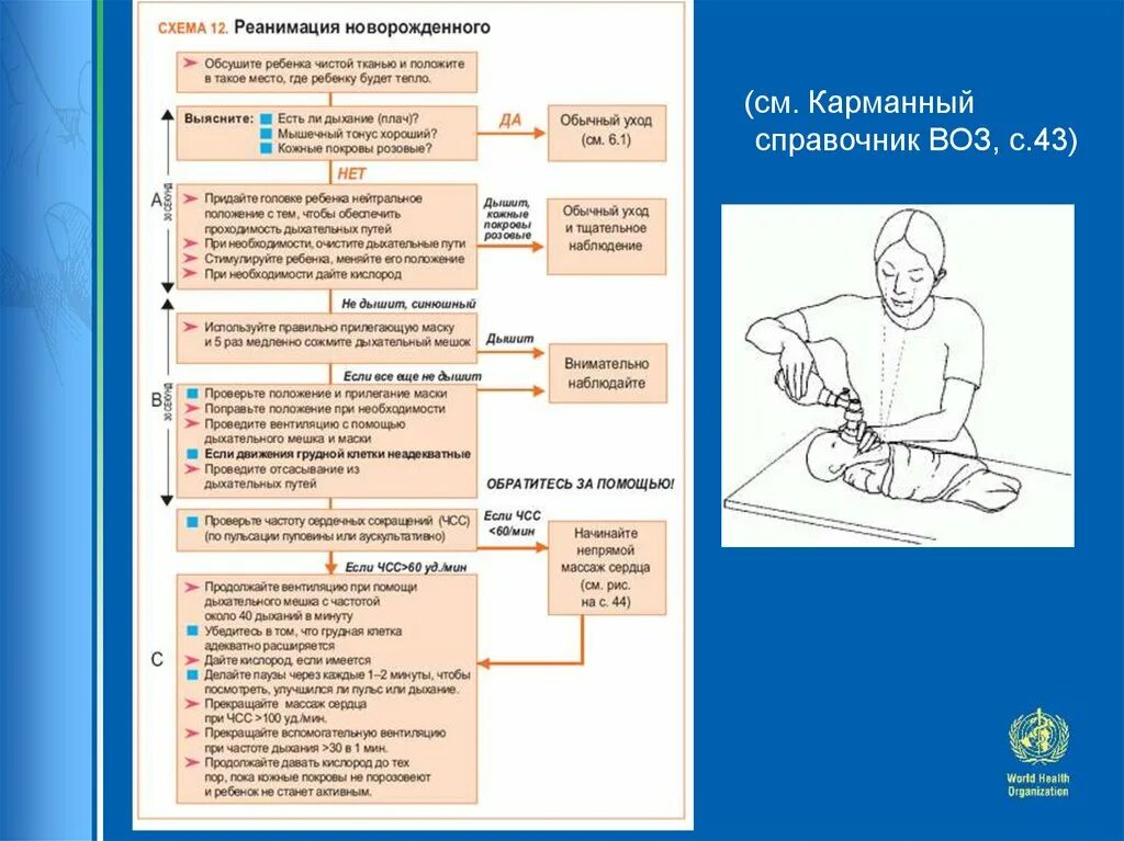 Схема первичной реанимации новорожденного. Первичная реанимация новорожденных. Реанимация новорожденных алгоритм. Порядок реанимации новорожденных. Первый этап реанимации новорожденного