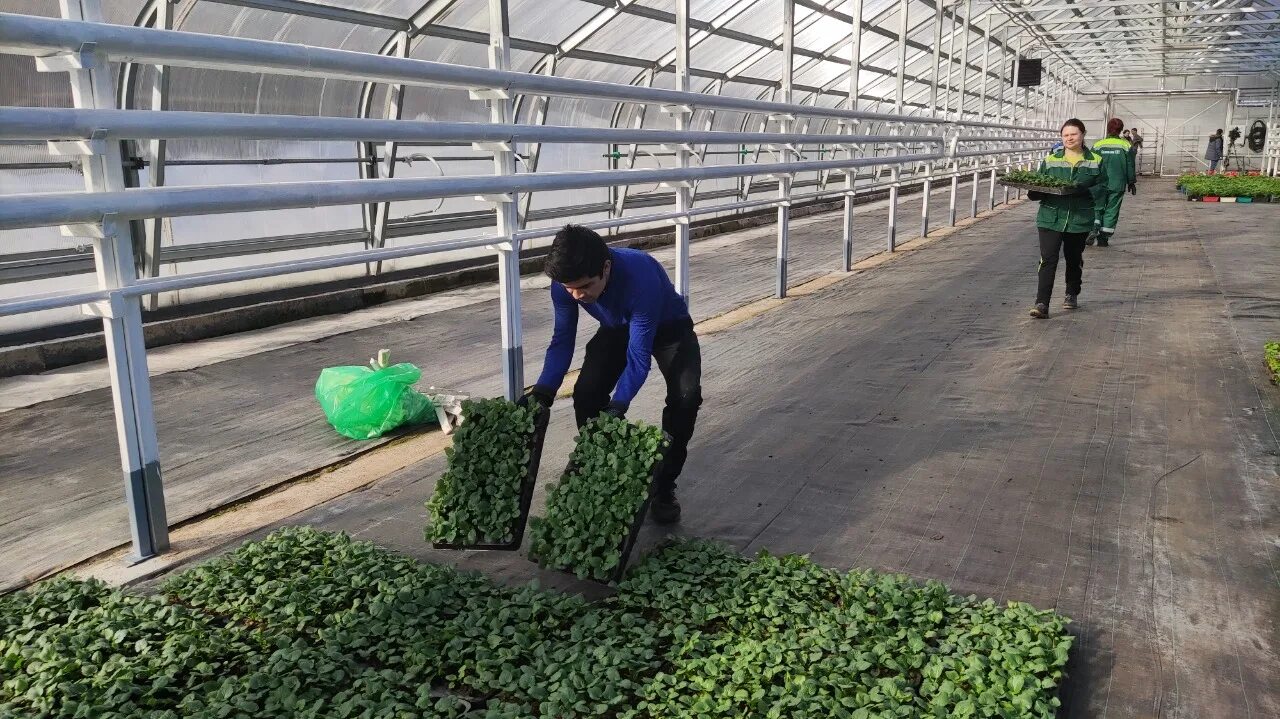 Садово-парковое хозяйство. Рядовая посадка деревьев. Садово-парковое хозяйство. Спх василеостровец. Калининское садово-парковое хозяйство санкт-петербург.