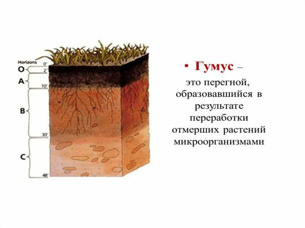 К материнской породе примыкает горизонт. Гумусовый почвенный Горизонт почвы. Черноземы почвы гумус. Образование перегноя гумуса схема. Гумусовый почвенный Горизонт состав.