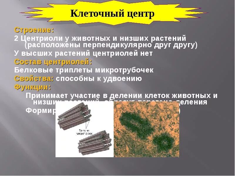 Клеточный центр отсутствует. У растений есть центриоли. Клеточные центриоли. В клетках высших растений центриоли. Центриоли низших растений.