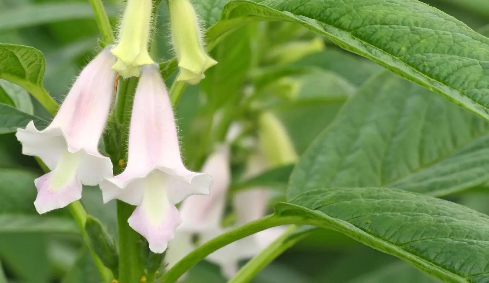 Сезам кунжут. Sesamum indicum. Кунжут индийский растение. Кунжут цветок сезам.