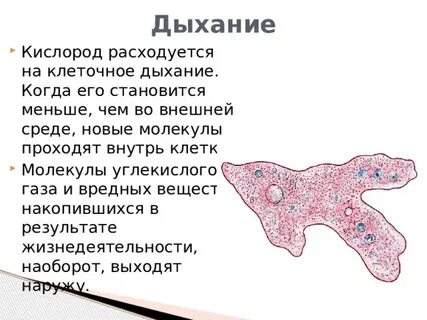 Процесс дыхания амебы