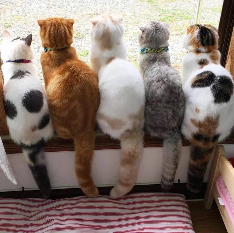 Много кошек. Несколько кошек. Пять кошек. Смешные кошки.