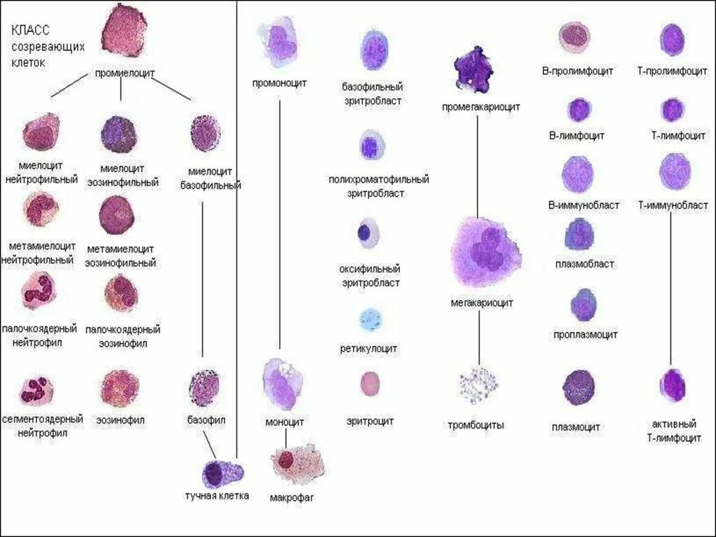 Зрелость клеток. Схема кроветворения нейтрофильного ряда. Схема кроветворения лимфоцитов. Гранулоцитарный Росток кроветворения. Лимфоцитопоэз гистология.