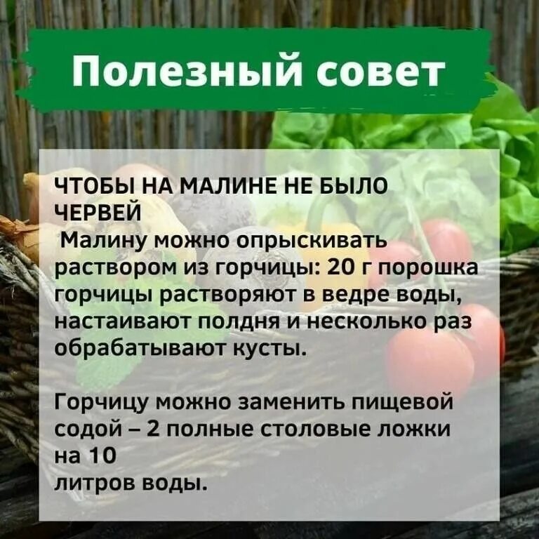 Огород дача советы. Советы дачникам. полезные советы для садоводов. сад и огород полезные советы. полезные советы для сада.