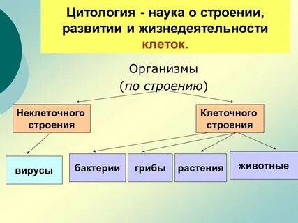 Строение жизнедеятельность