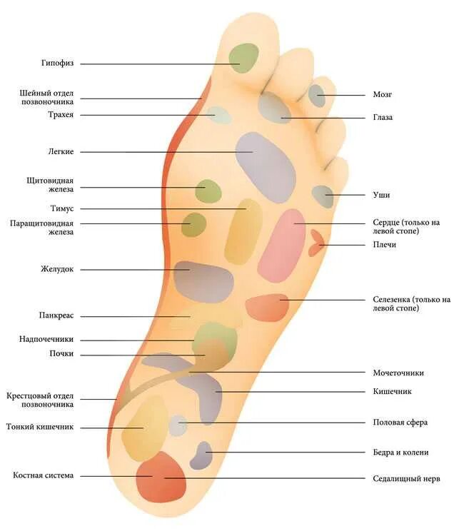 Точки на подошве стопы отвечающие за органы. Проекции органов на стопах ног. Точки стопы отвечающие за органы на стопе. Энергетические точки на стопе. Точки на подошве ног