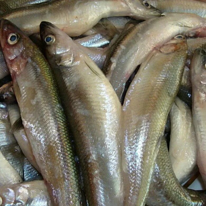 рыба в ассортименте. магазин свежей рыбы рядом со мной. предприниматели рыба ростов. европейская корюшка балтийская. свежемороженая рыба.