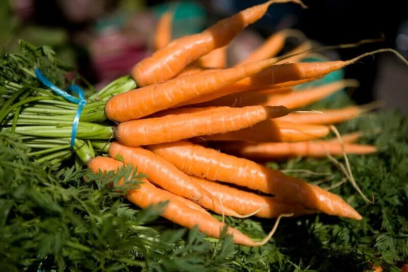 Почему морковь. Красная морковь. Почему морковь оранжевая. Морковь с ботвой. Желтая морковь.
