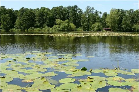 Рыбные пруды ленинградская область