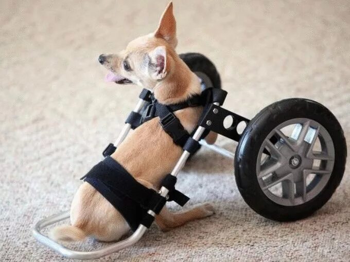 Протез лапы для собаки. Инвалидная коляска для передних лап для собак. Протезы для собак на колесах. Коляска протез для собаки. Инвалидные коляски для собак для задних конечностей.