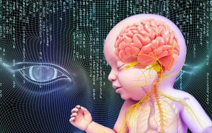 Мозг ребенка видео. Детский мозг. Формирование мозга у ребенка. Мозг ребёнка и взрослого человека.