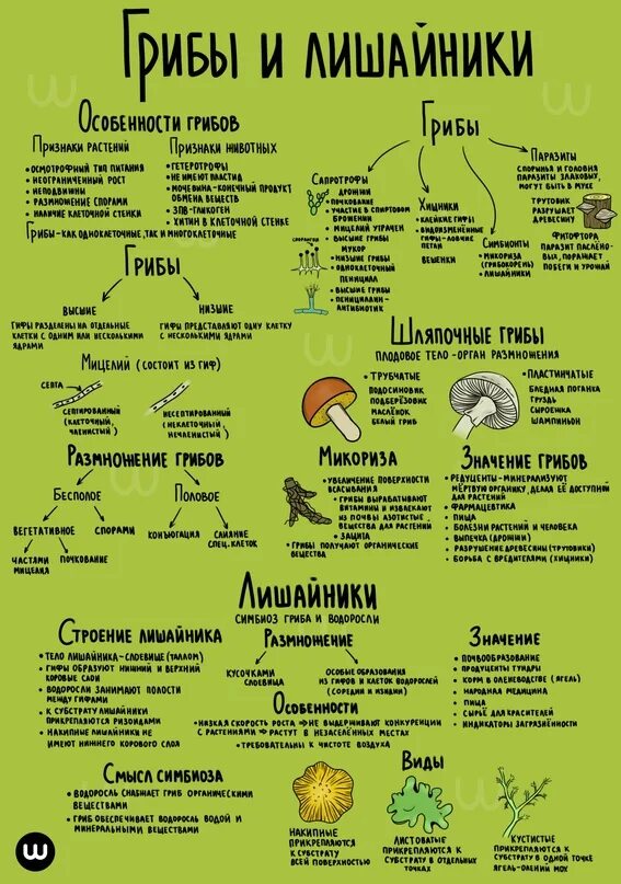 Биология. Шпаргалка. Шпора по биологии. Шпоры ЕГЭ биология. Шпаргалки по биологии ботаника. Шпоры по биологии огэ