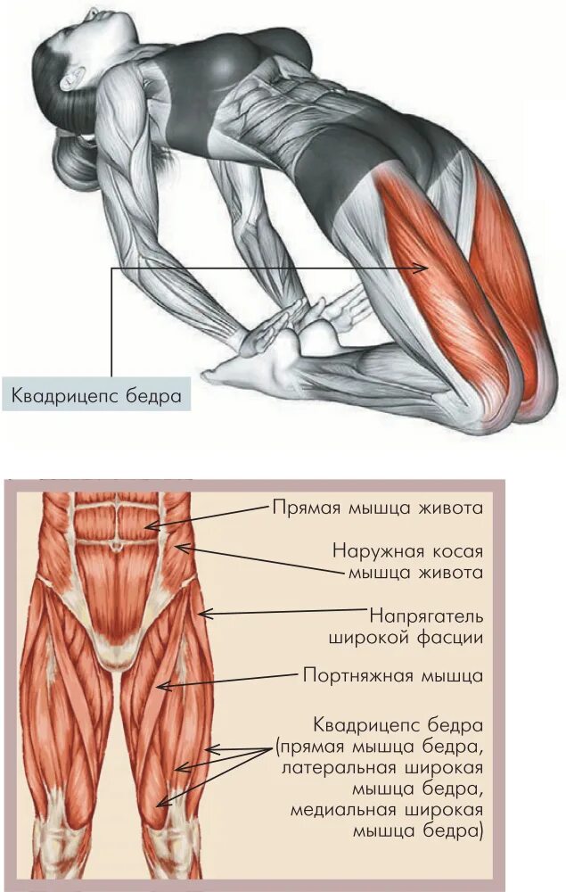 Мышцы в ляшках. Наружная широкая мышца бедра. Растяжка на передние мышцы бедра. Передняя наружная часть бедра. Задняя поверхность бедра.