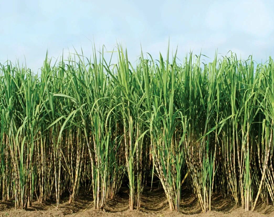 Известно что сахарный тростник. Saccharum сахарный тростник. Сахарный тростник в Луизиане. Растение Индии сахарный тростник. Доминиканская Республика сахарный тростник.